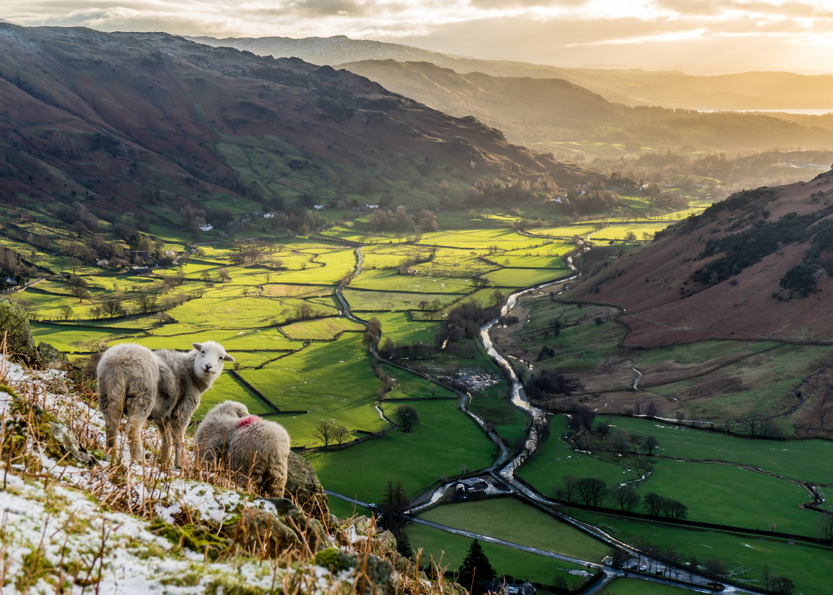 Sheep Grazing above Langdale Valley
